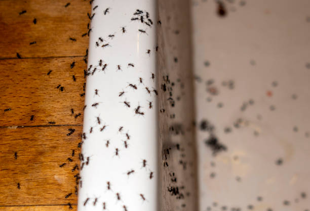 Best Pest Control for Restaurants  in Atlanta, TX
